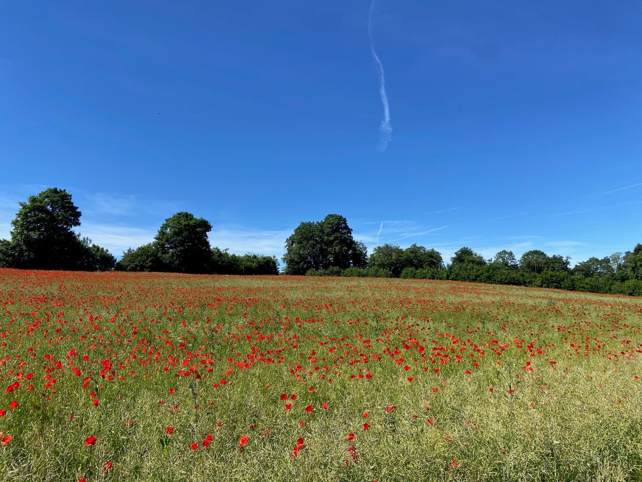 Feld mit Mohnblumen und Hecke im Hintergrund; blauer Himmel